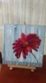 /album/fleurs/imag0616-jpg/